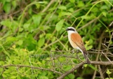 WildLife Photos of Birds, Shrikes, Red-backed Shrike, Lanius collurio